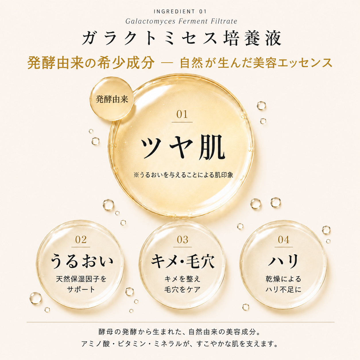 ガラクトミセス培養液